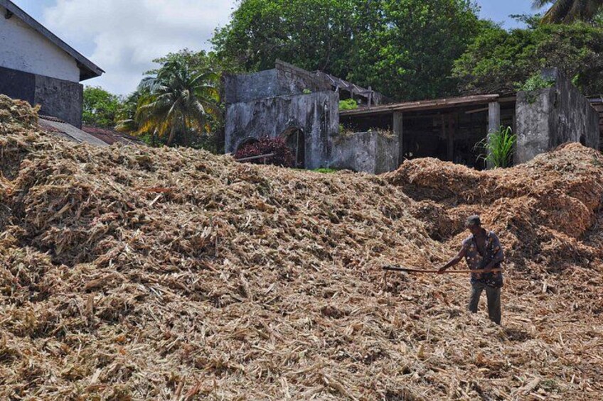 Full-Day Tour: Belmont Estate, Rum Distillery, Grand Etang 3