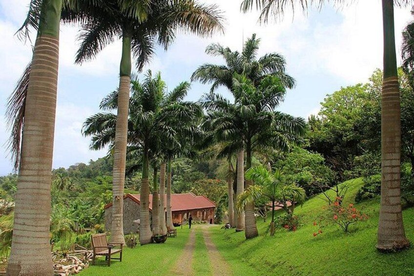 Full-Day Tour: Belmont Estate, Rum Distillery, Grand Etang 5