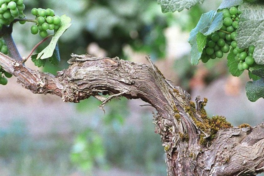 The Taste of Malta Artisan Wine Pairing 4