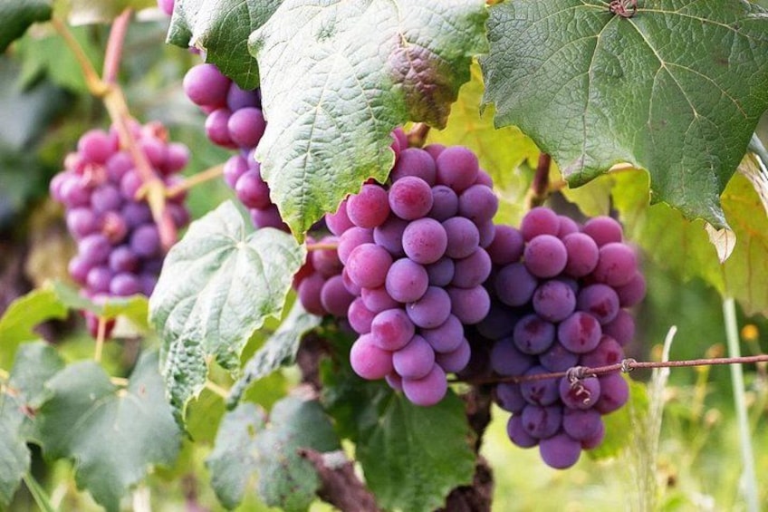 The Taste of Malta Artisan Wine Pairing 1