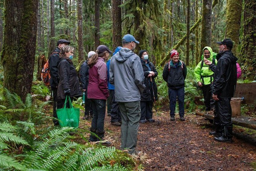A group of people in a forested area with dense trees and ferns. 4