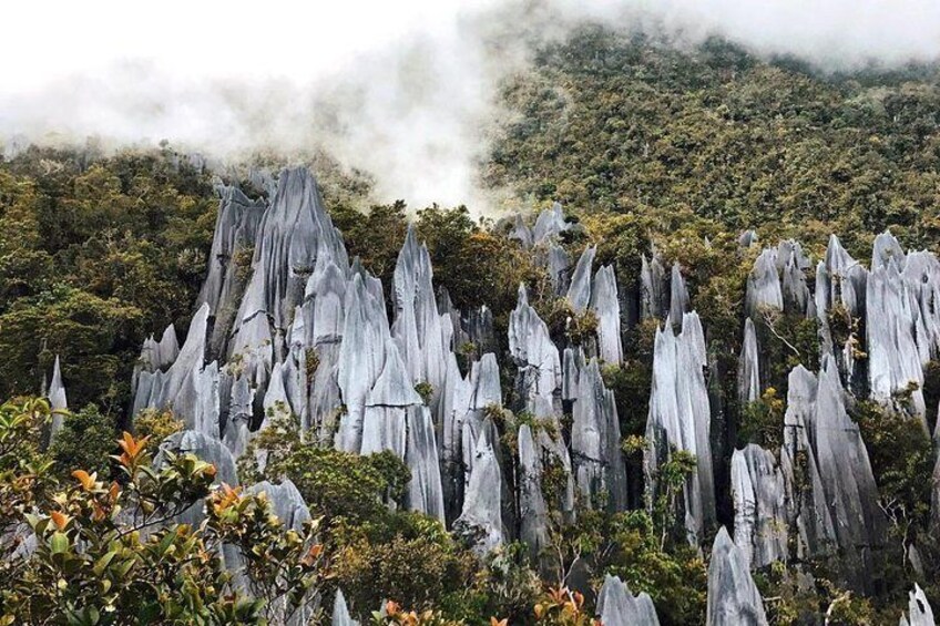 A landscape with tall, white rock formations and dense green foliage. 1