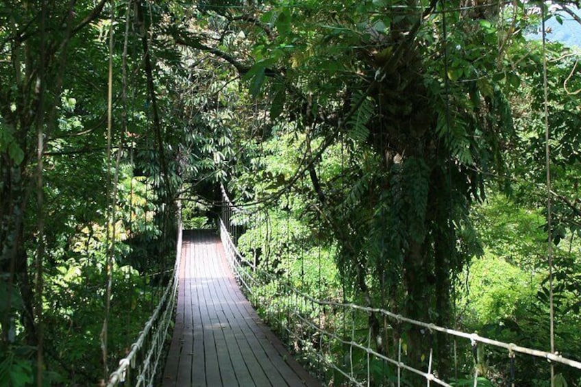 A wooden suspension bridge surrounded by dense forest. 3