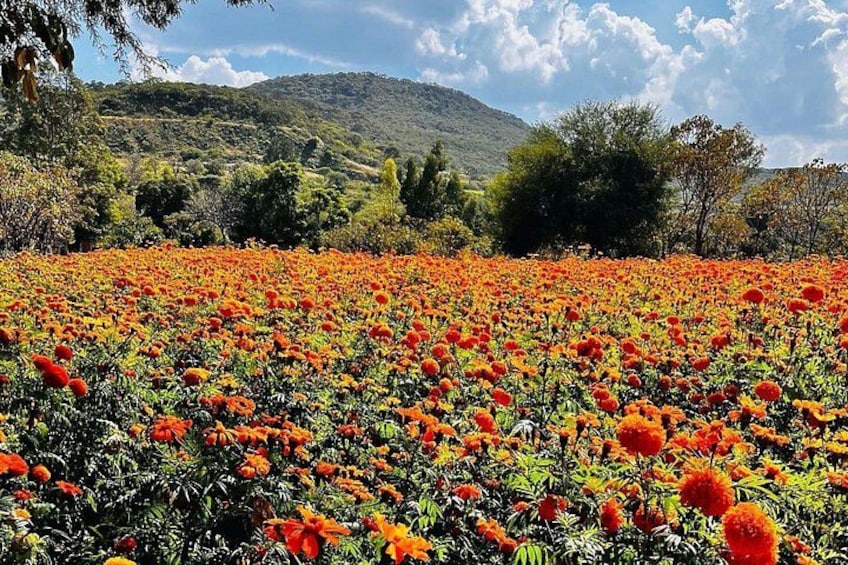 See the fields of marigolds during the harvest just prior to the celebration 1