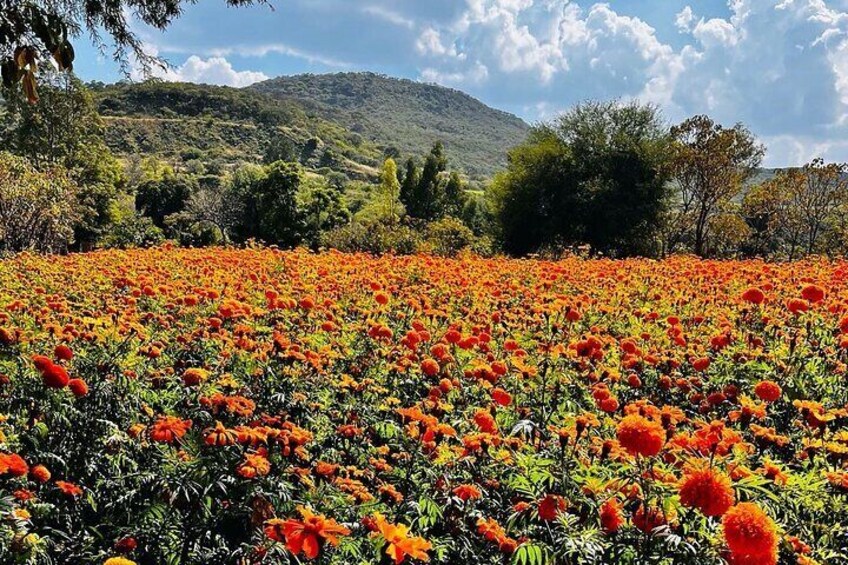 See the fields of marigolds during the harvest just prior to the celebration