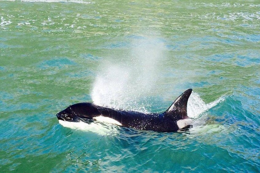 A killer whale breaching the water's surface. 1