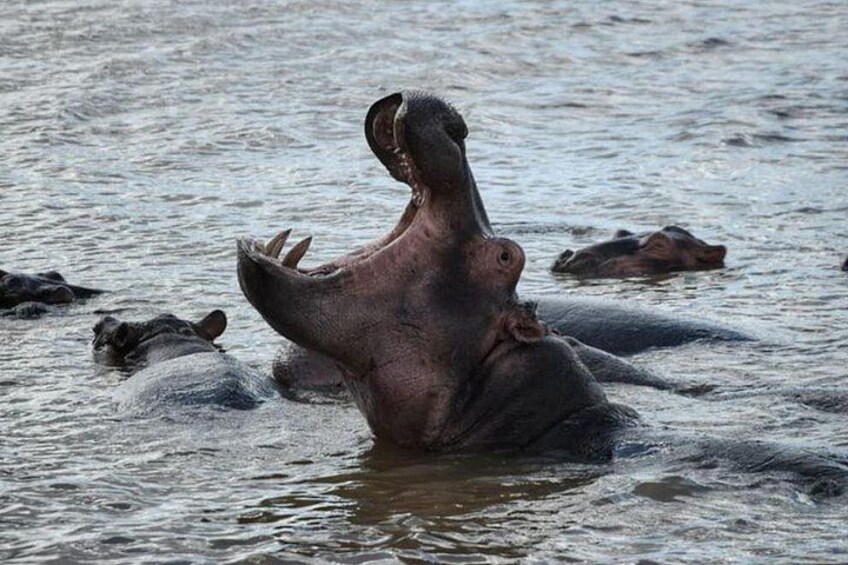 A hippopotamus partially submerged in water with its mouth open, surrounded by other hippos. 2