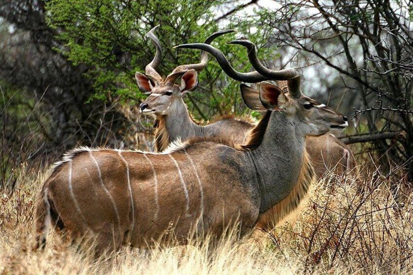 Two antelopes with large horns in a grassy area with trees. 3