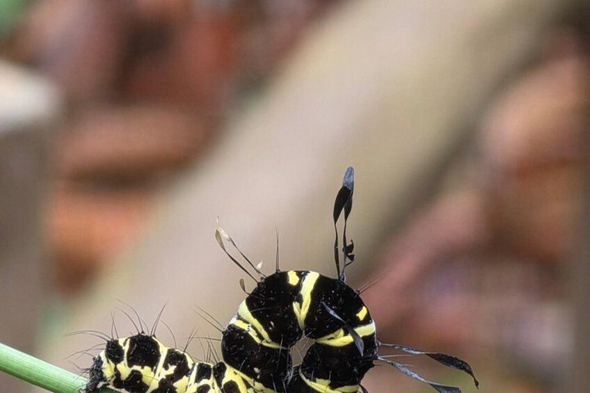 Sinharaja Rain Forest Guided Day Tour 3