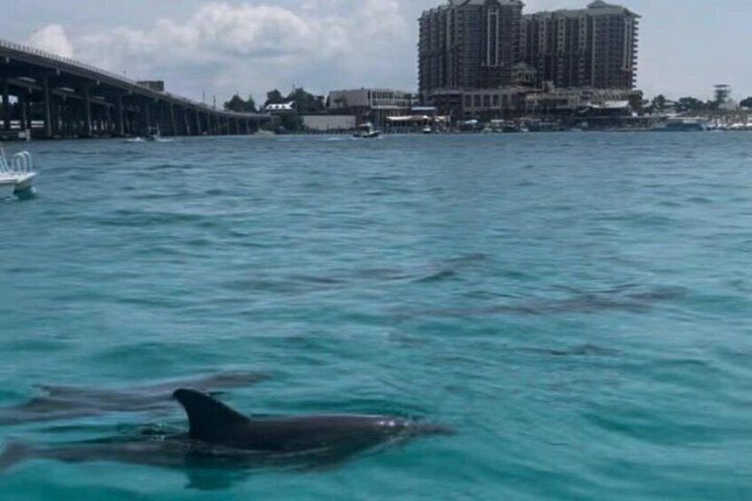 Waverunner Dolphin Tour 5