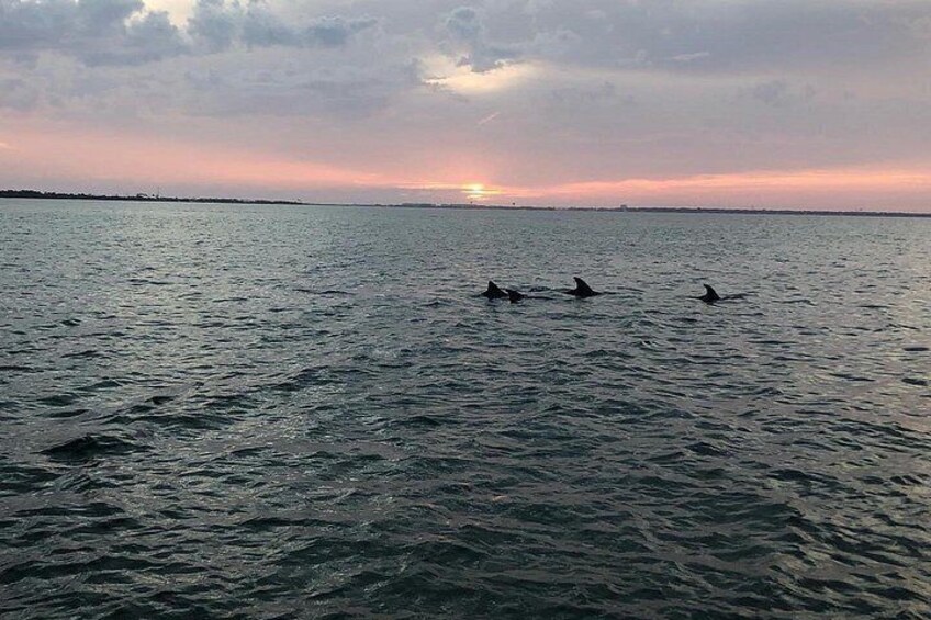 Waverunner Dolphin Tour 2