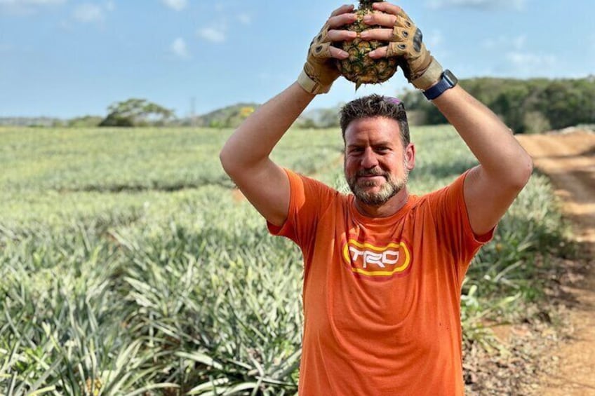 Eine Person hält eine Ananas auf einem Feld. 3