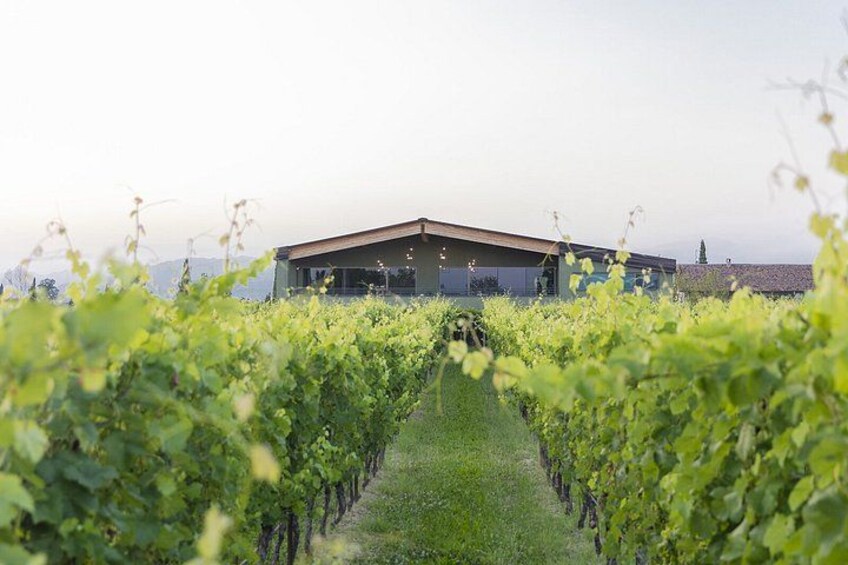 E-Bike tour and Wine tasting from Desenzano Inland 2