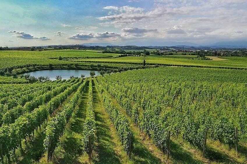 E-Bike tour and Wine tasting from Desenzano Inland 4