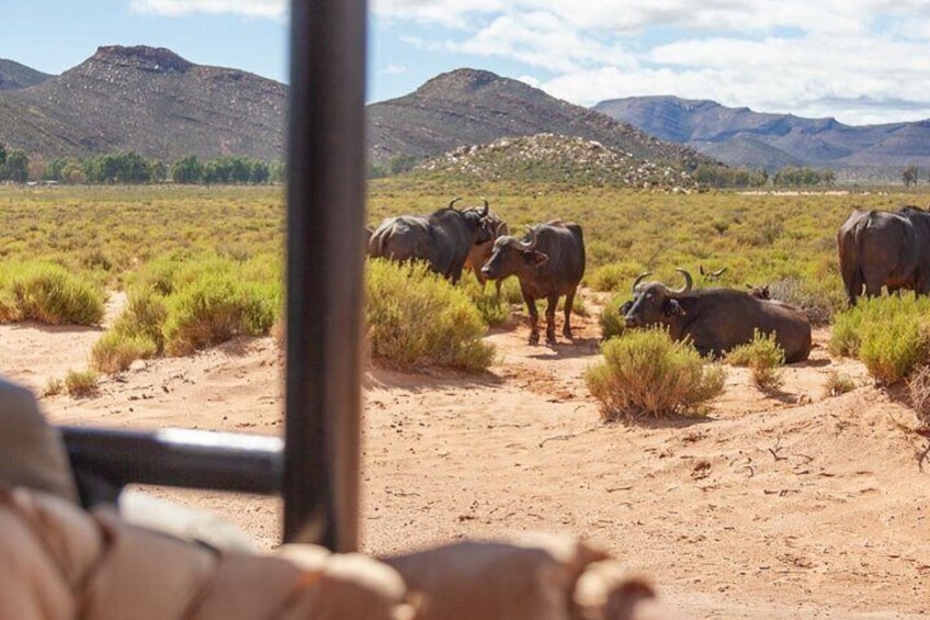 Full-Day Private Safari Tour to Aquila Game Reserve