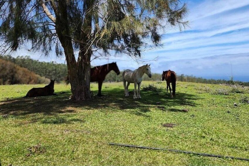 Horses in the shade 4