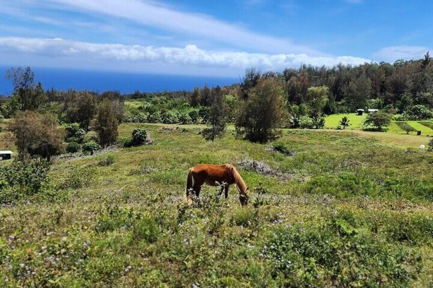 at pasture