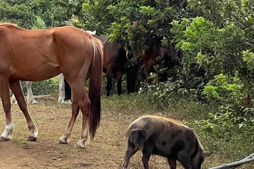 Horses, pigs, goats, donkey 2