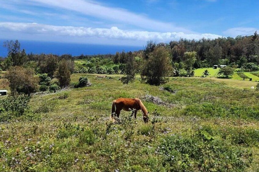 at pasture 2