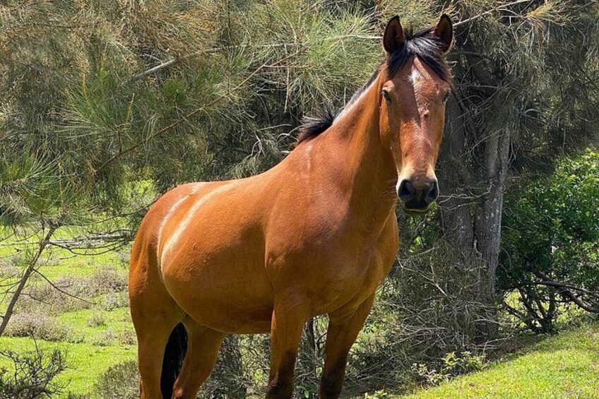 Ranch animals include cattle pigs goats water fowl and much more 5