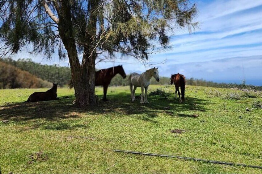 Un árbol con caballos pastando y descansando cerca. 3