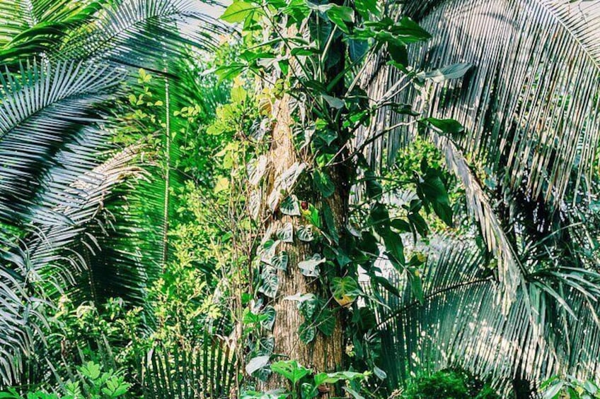 Rainforest at Cockscomb Basin 2