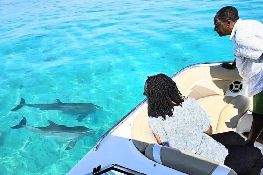 Dolphins! 3
