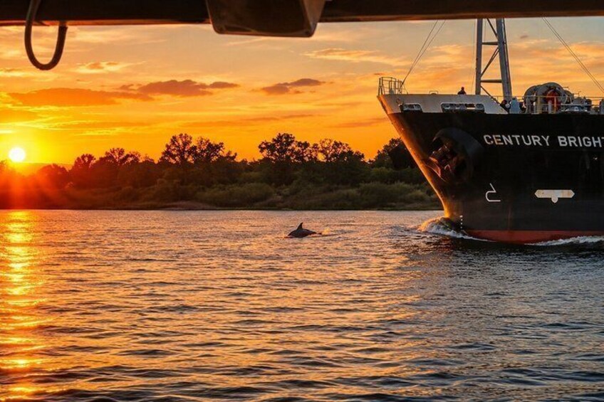 Sunset Dolphin Eco Tour 2
