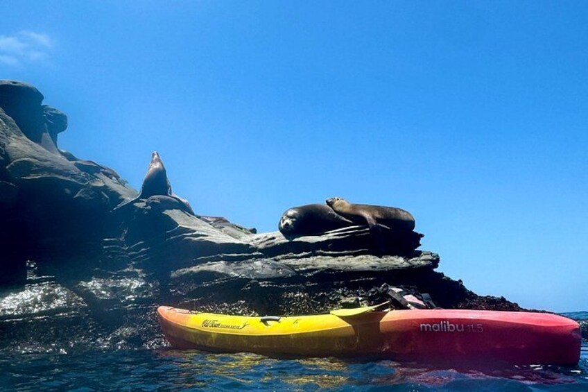 Kayaks, a seal, and rocky cliffs by the water. 2