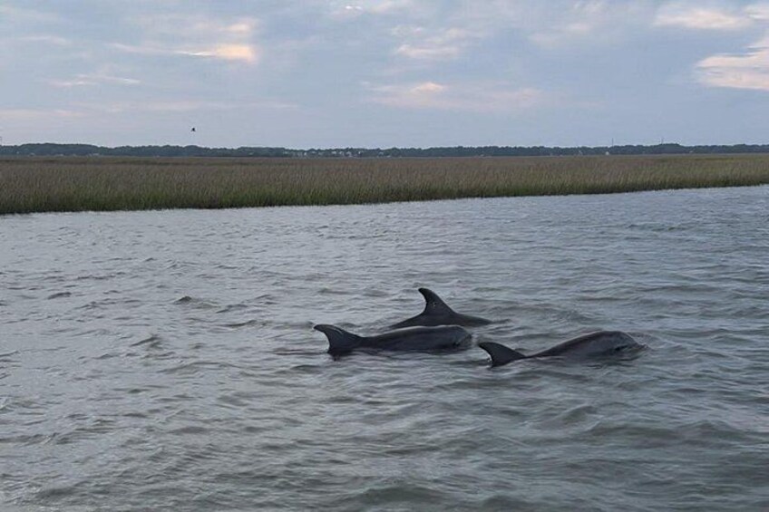 Private Charleston Dolphin and Eco Boat Tour 3