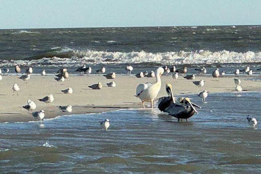 Private Charleston Dolphin and Eco Boat Tour 2