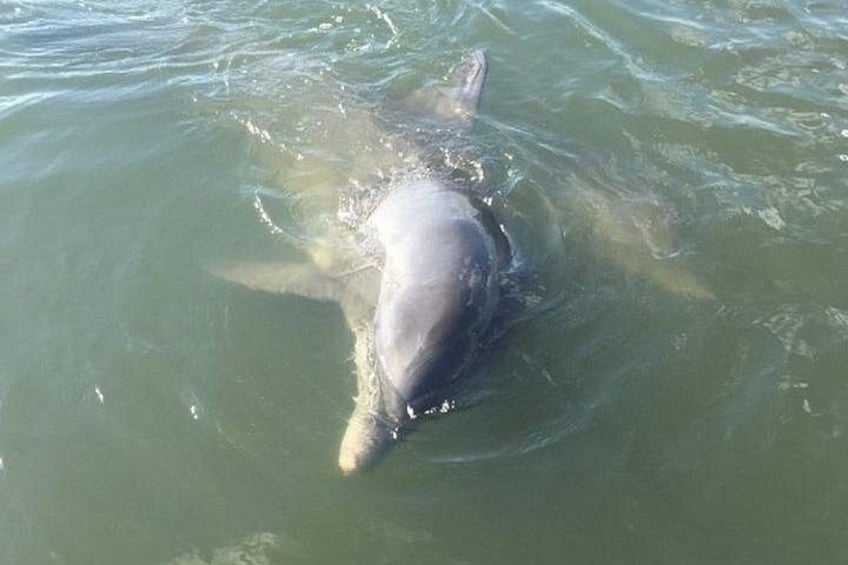 Private Charleston Dolphin and Eco Boat Tour 1