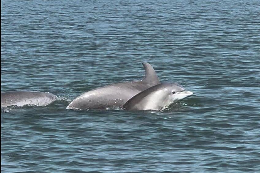 Private Charleston Dolphin and Eco Boat Tour 3