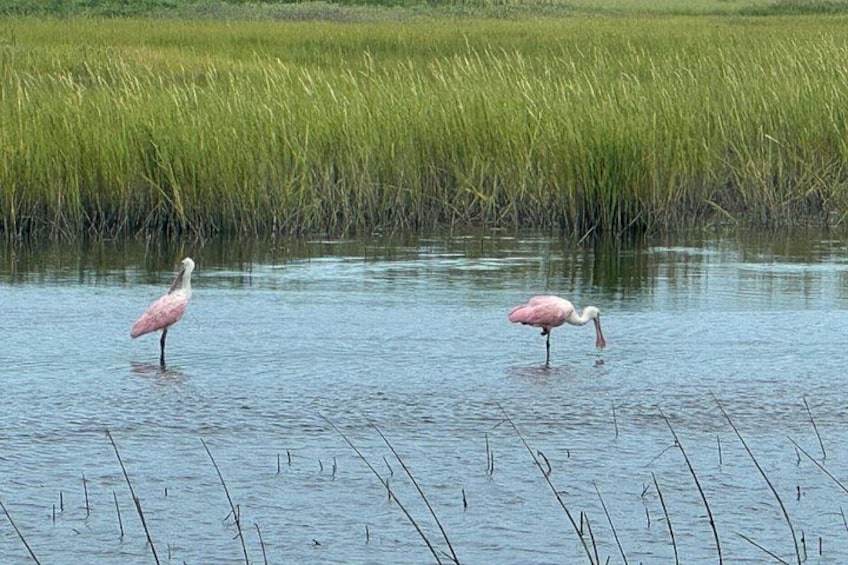 Private Charleston Dolphin and Eco Boat Tour 2