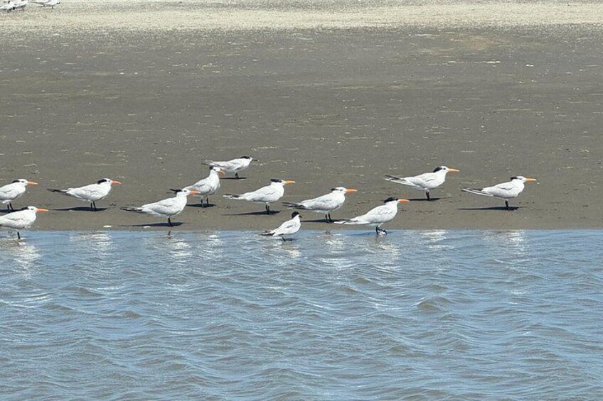 Private Charleston Dolphin and Eco Boat Tour 4