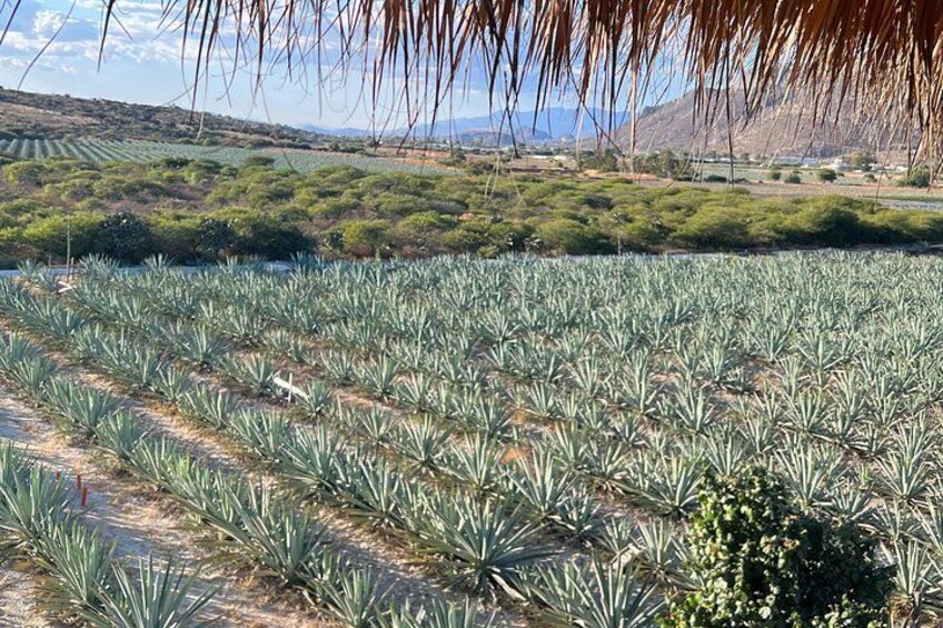 A field of agave plants with a body of water and hills in the background. 5