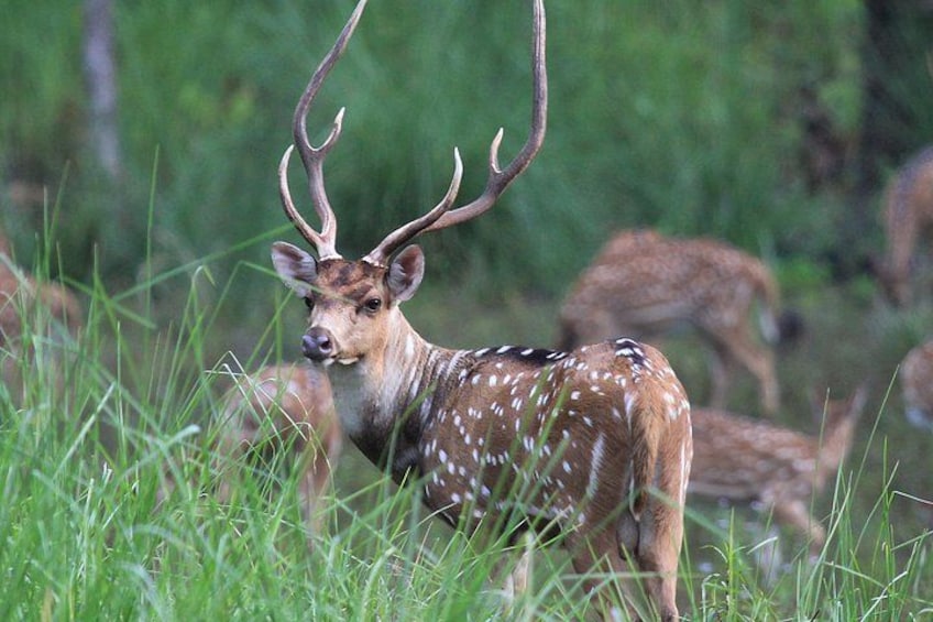 A deer with large antlers in a grassy field. 3