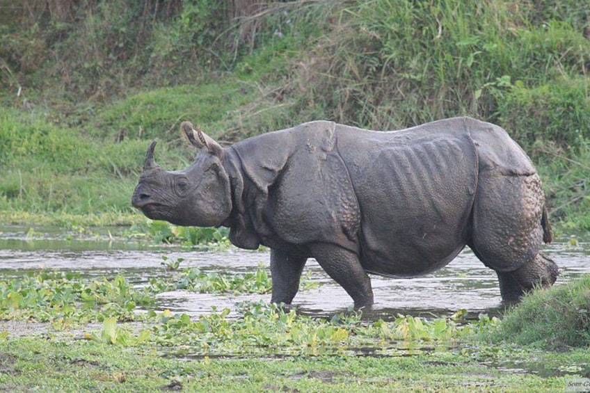 A rhinoceros walking through a grassy area near a water body. 1