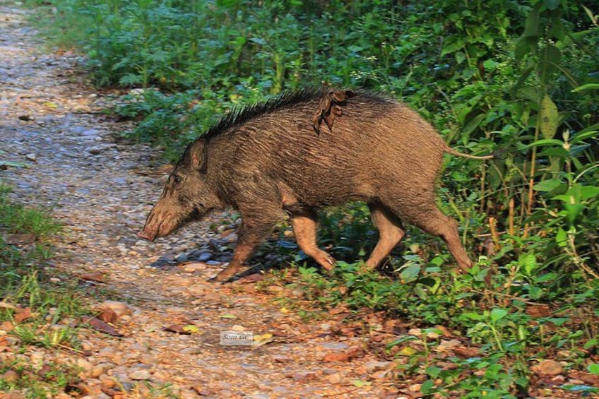 A wild boar walking on a gravel path surrounded by greenery. 2