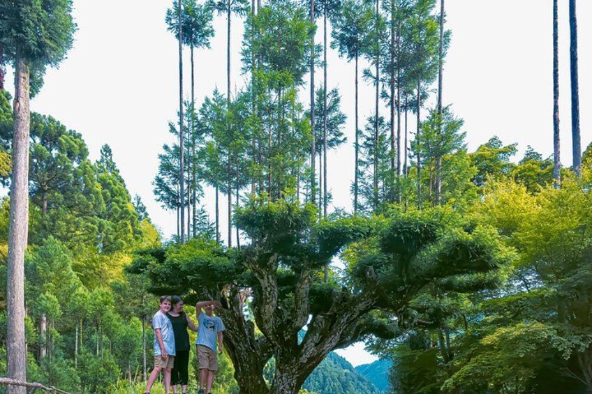 A group of people standing near a large tree in a forested area with tall pine trees in the background. 2