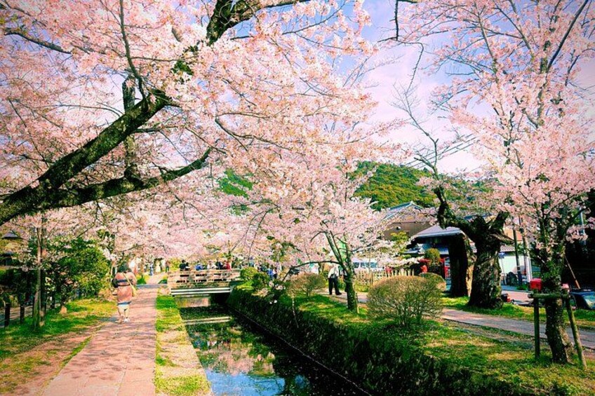 Kyoto Highlights & Hidden Gems in Nature (Private Van Eng-Guide) 5