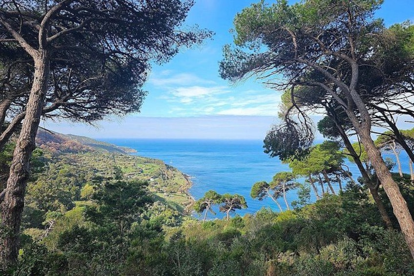 A coastal landscape with trees and a view of the sea. 5