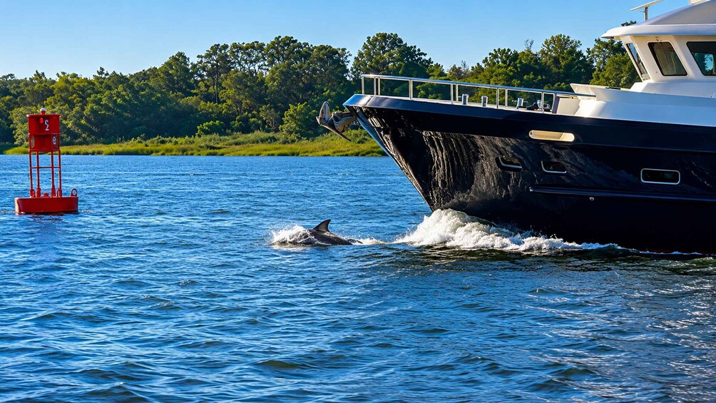 Picture 3 for Activity Savannah: Dolphin Spotting and Wildlife Eco Cruise 3