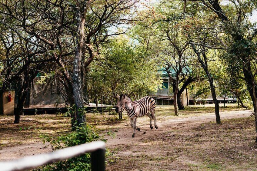 3-Day Kruger Timbavati Budget Safari 3
