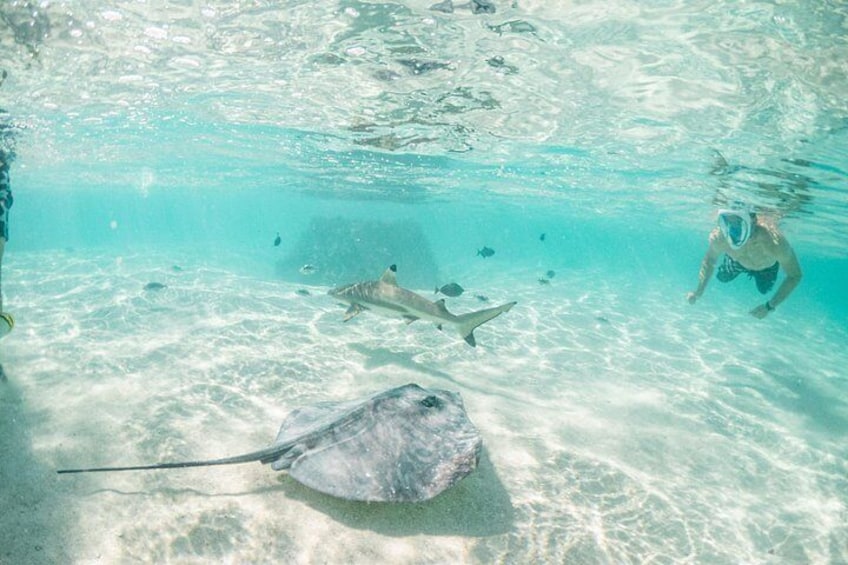 Klares Unterwasserbild mit einer Person, einem Rochen und mehreren Fischen. 3