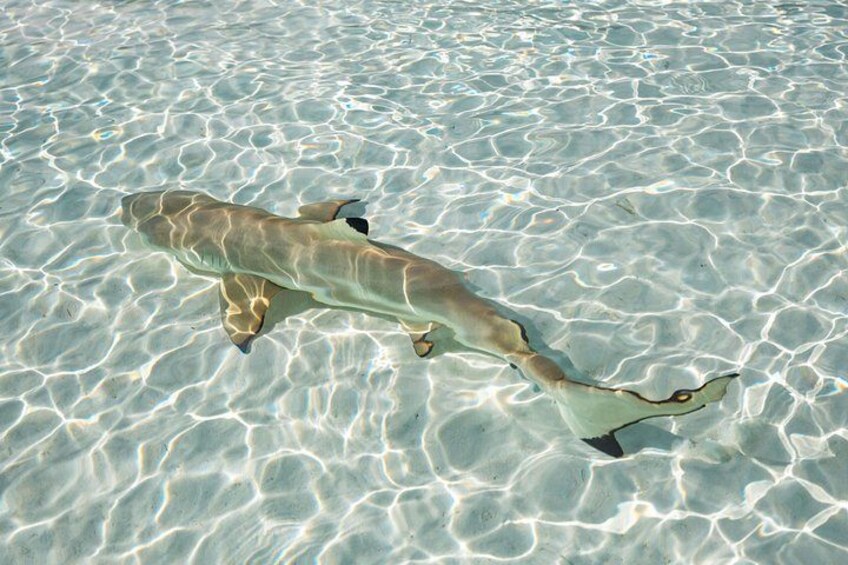 3-Hour Snorkeling Tour 2