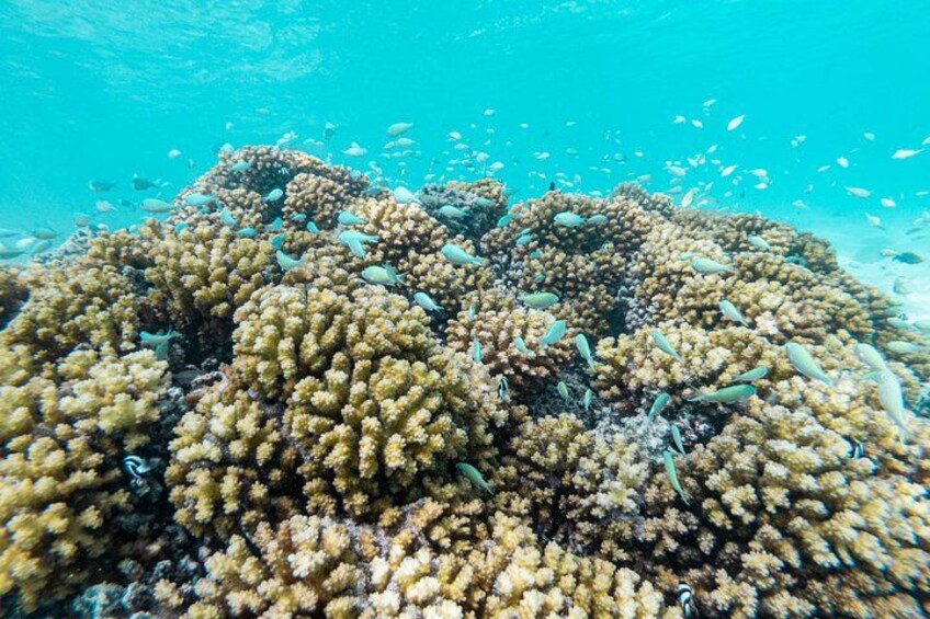 CORAL GARDEN 2