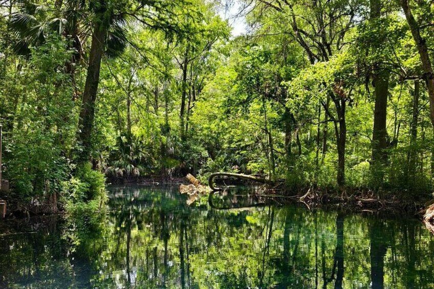 A serene forest with a calm river reflecting the trees. 5