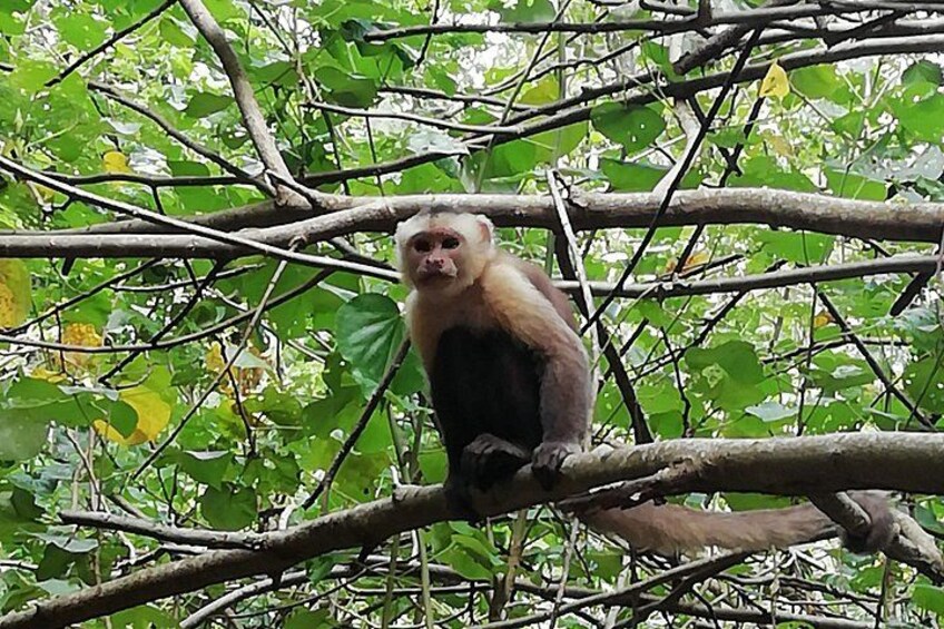 A monkey sitting on a tree branch surrounded by dense foliage. 1