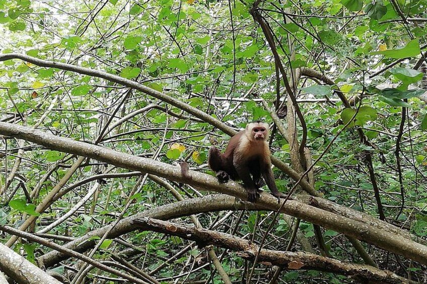 A monkey on a tree branch in a dense forest. 5